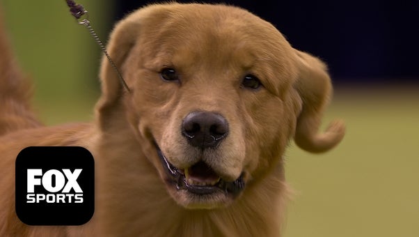 The Sporting Group 🐕 2026 Westminster Dog Show