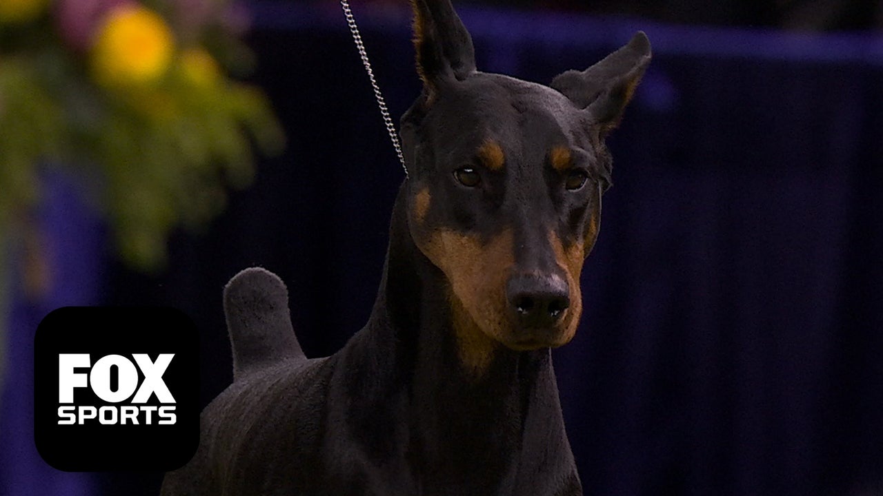 Penny The Doberman Pinscher wins 2026 Best in Show at the 150th Westminster Kennel Club Dog Show 🏆