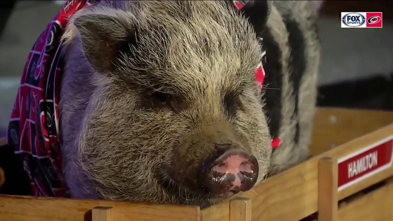 Hurricanes move to 5-0 with Hamilton the Pig in attendance