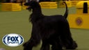 Louis the Afghan Hound wins the WKC Hound Group | Westminster Kennel
Club