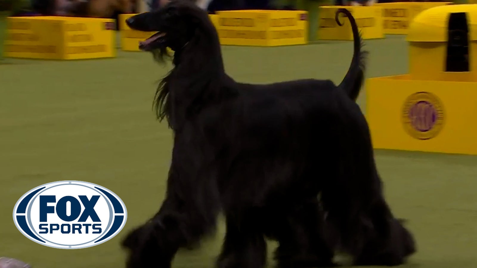 Hound Group - Westminster Kennel Club 