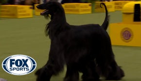 Louis the Afghan Hound wins the WKC Hound Group | Westminster Kennel Club