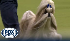 Comet the Shih Tzu wins the WKC Toy Group | Westminster Kennel Club