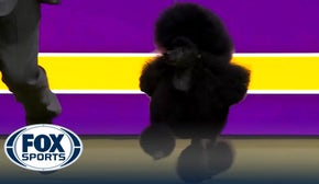 Sage the Miniature Poodle wins the WKC Non-Sporting Group | Westminster Kennel Club