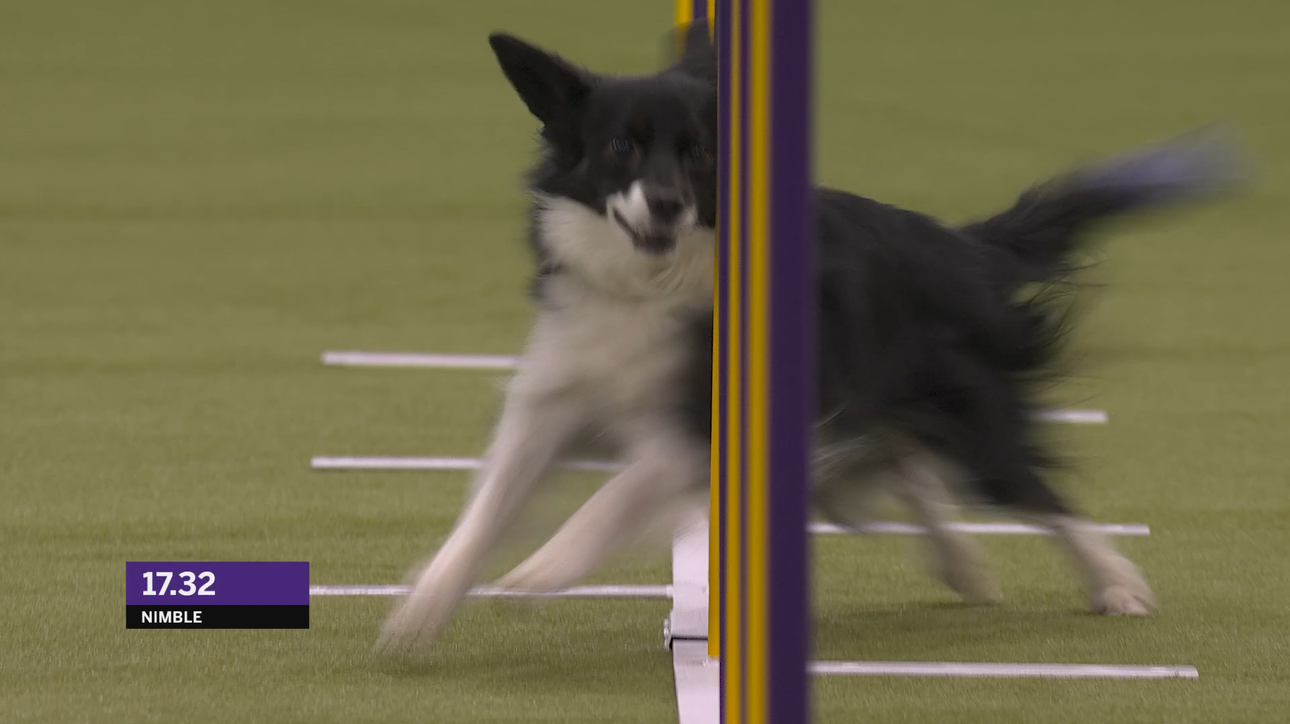 Nimble the All-American Dog wins 12" class at Master Agility Championship | Westminster