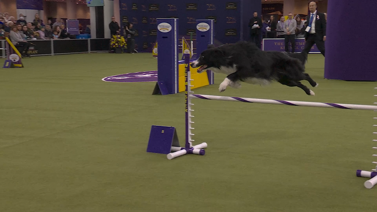 Prove-it the Border Collie wins 20" class at Masters Agility Championship | Westminster