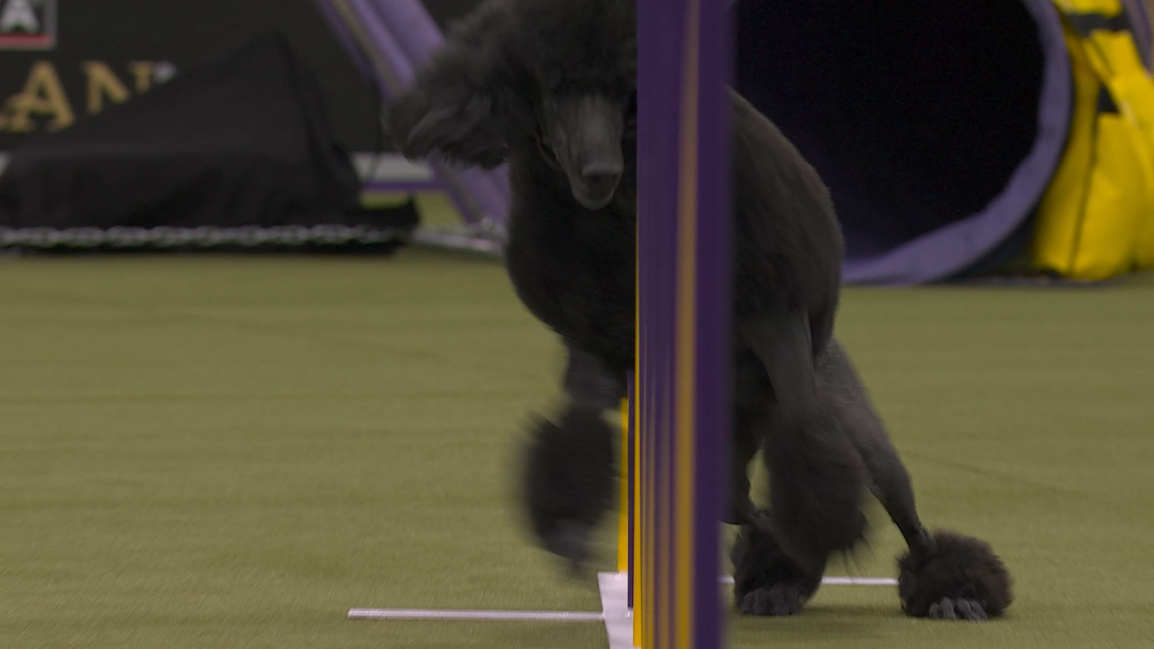Gerard the Poodle wins 24" class at Master Agility Championship | Westminster