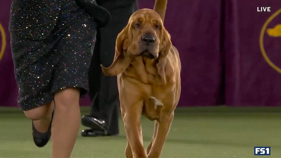 Trumpet the Bloodhound wins the Hound Group | Westminster Kennel Club