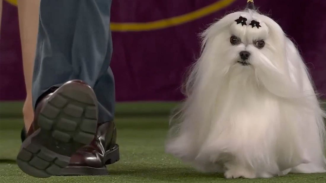 Hollywood the Maltese wins the Toy Group I Westminster Kennel Club