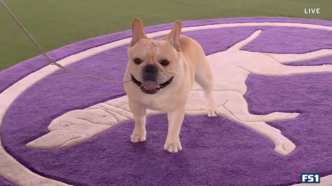 Winston the French Bulldog wins the Non-Sporting Group | Westminster Kennel Club