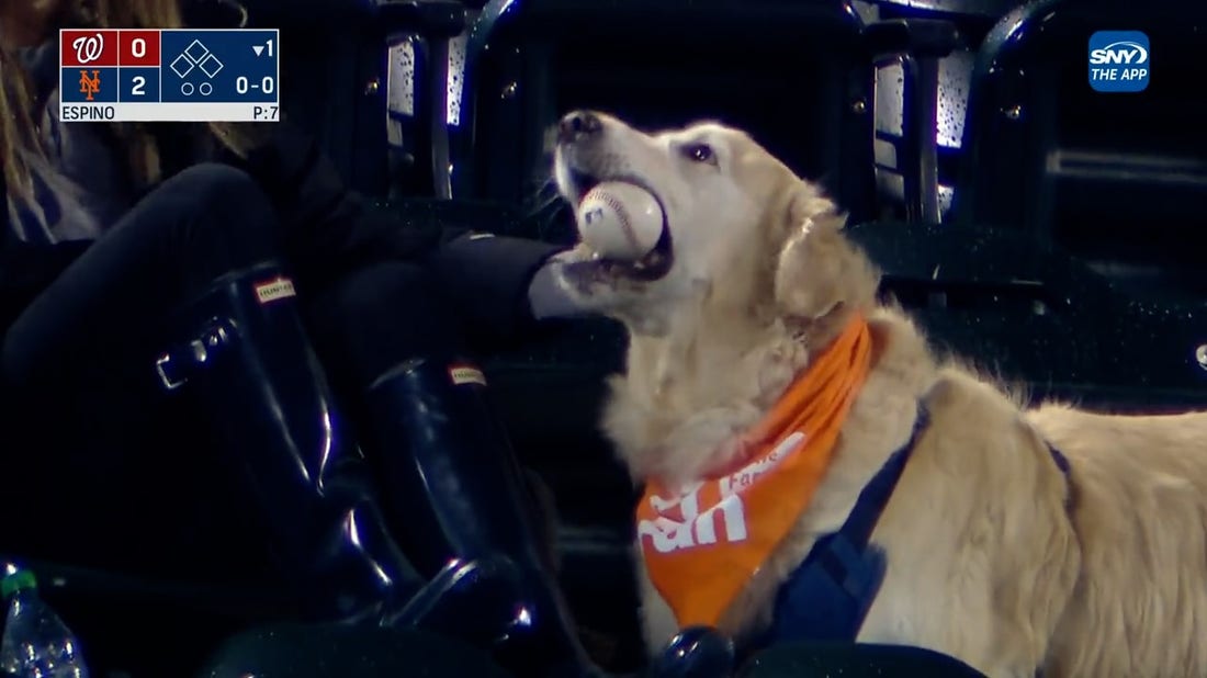 Mets' Francisco Lindor's home run was sniffed out of the stands by a very good dog