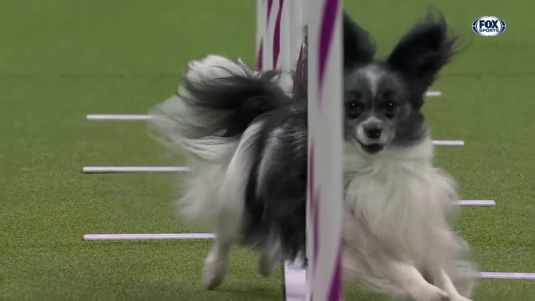 Purchase the Papillon wins the 8" class at WKC Masters Agility | Westminster Kennel Club