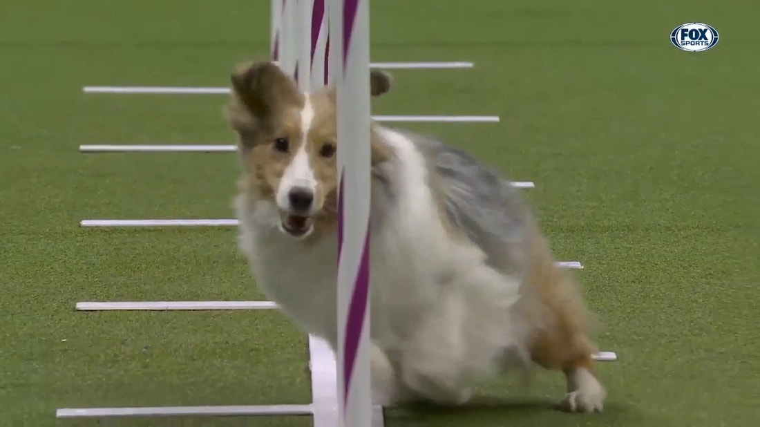 Swindle the Shetland Sheepdog wins the 12" class at WKC Masters Agility | Westminster Kennel Club