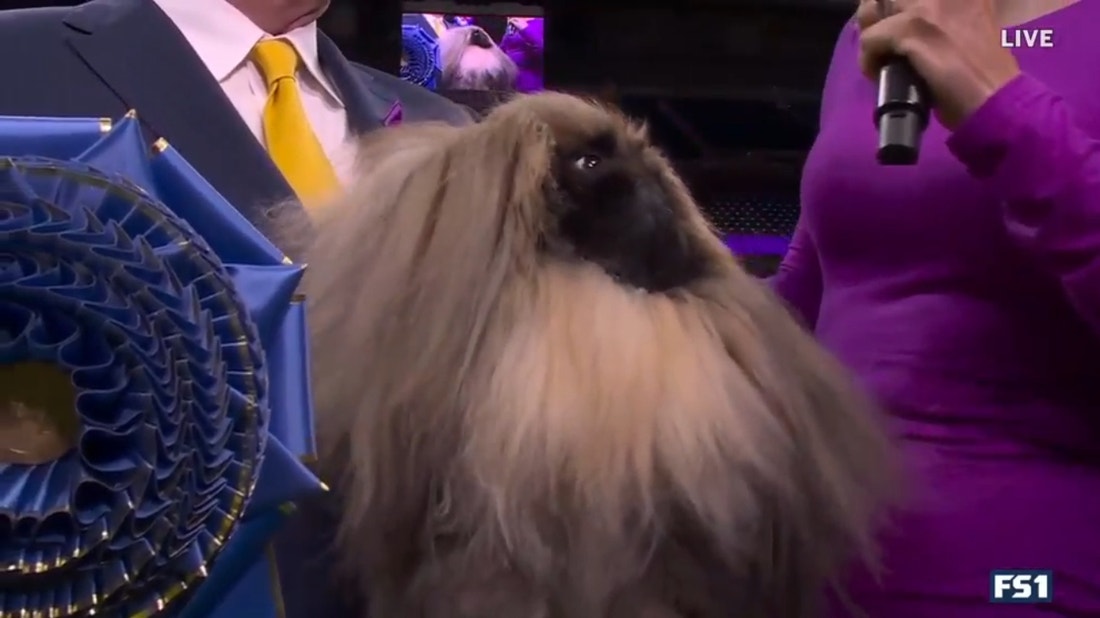 Rummie the Pekingnese wins the WKC Toy Group | Westminster Kennel Club