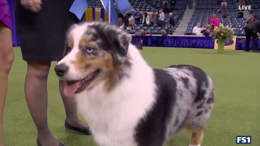 Ribbon the Australian Shepherd wins the WKC Herding Group | Westminster Kennel Club