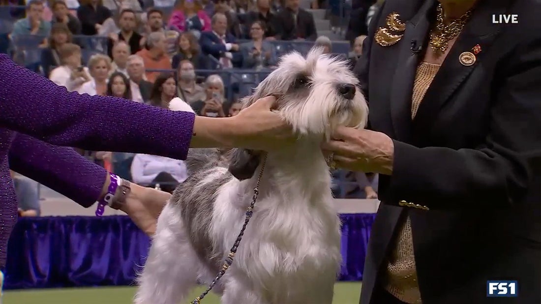 Fox sports hot sale westminster dog show