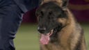 River the German Shepherd wins the Herding Group I Westminster Kennel Club