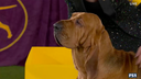 Trumpet the Bloodhound wins Best in Show | Westminster Kennel Club