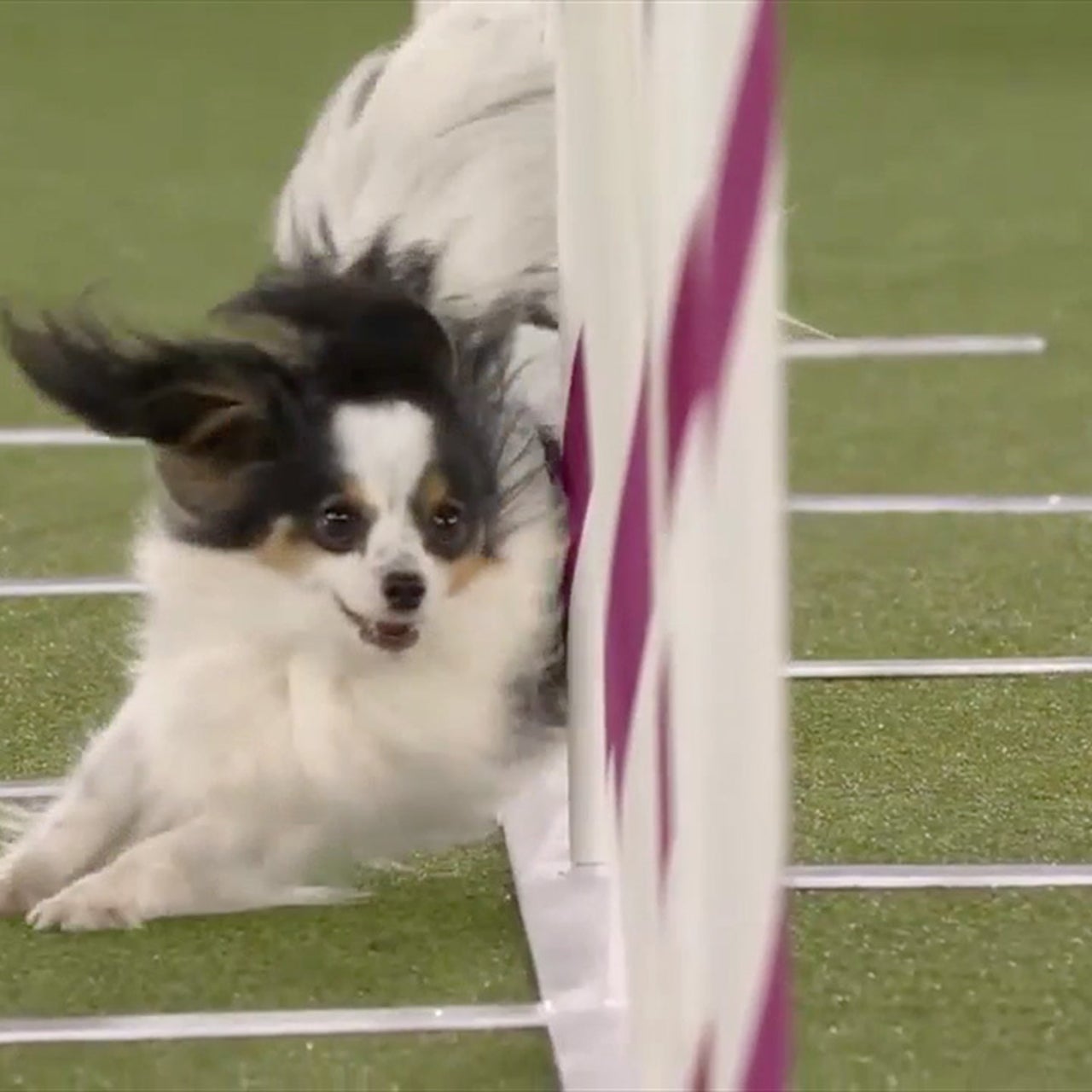 Lark the Papillon wins back-to-back 8