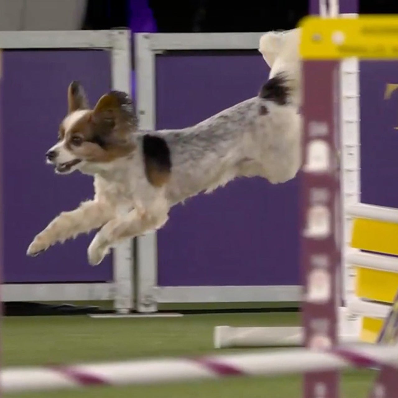 Bilbo the Papillon wins 12