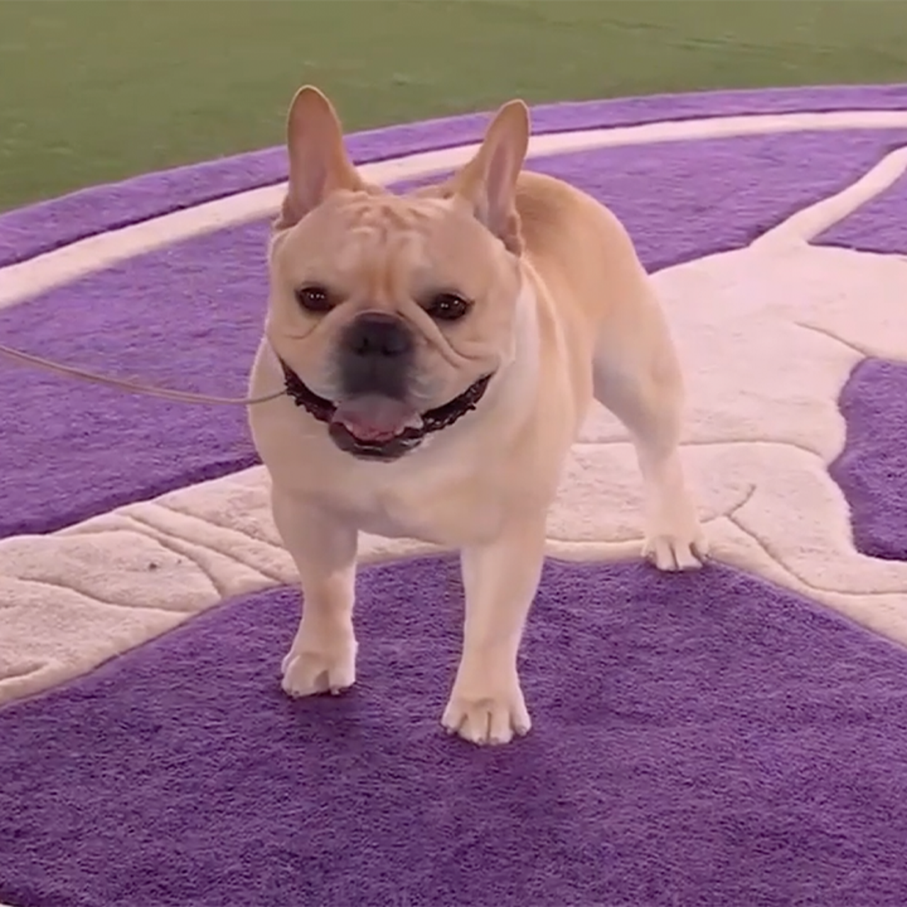 Winston the French Bulldog wins the Non-Sporting Group | Westminster Kennel  Club | FOX Sports
