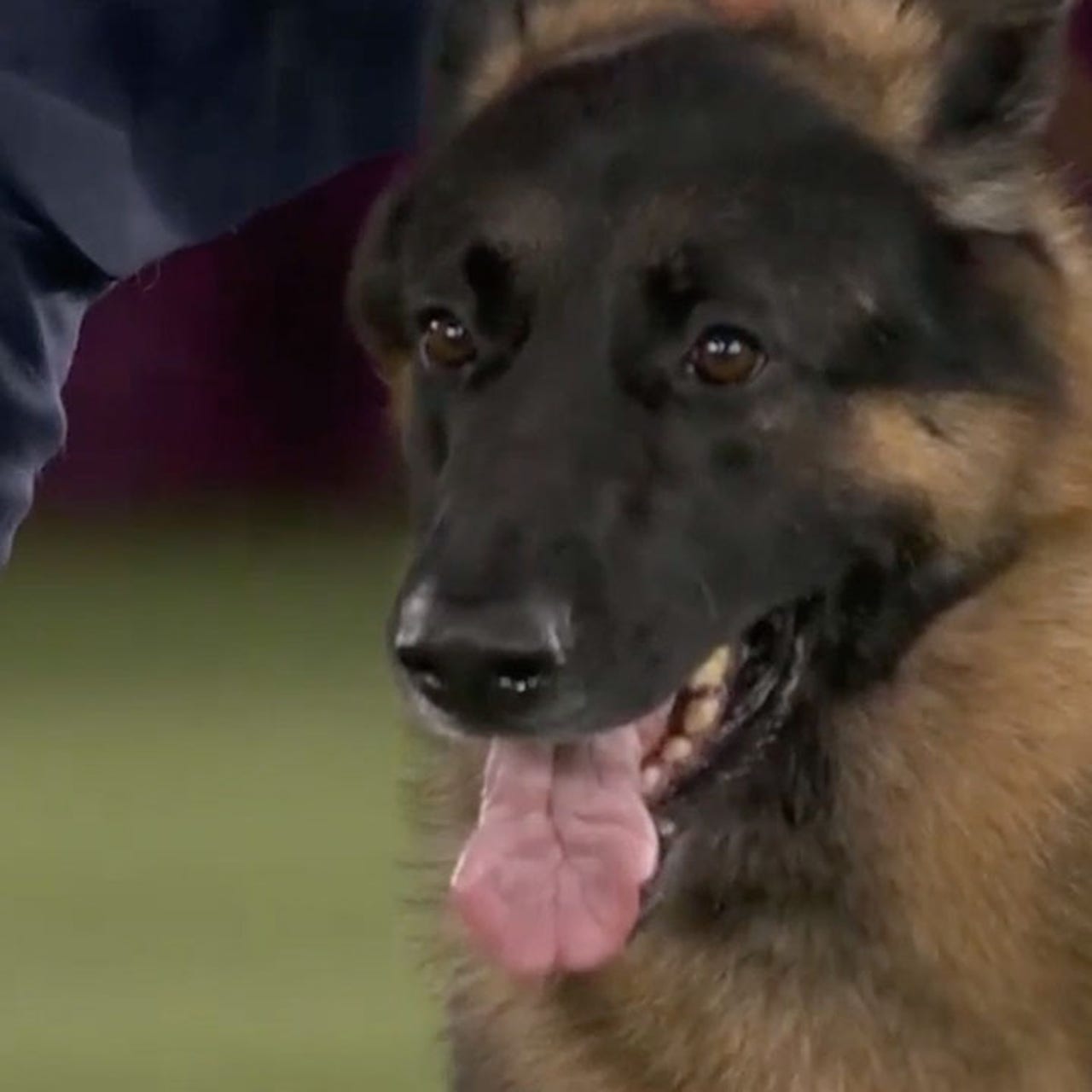 River the German Shepherd wins the Herding Group I Westminster