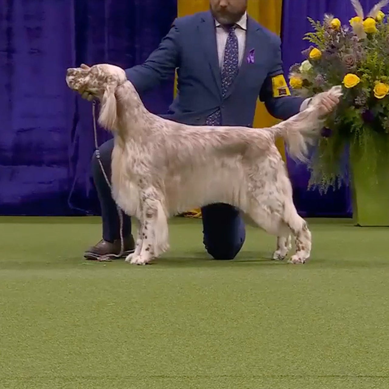 English setter hotsell show dog