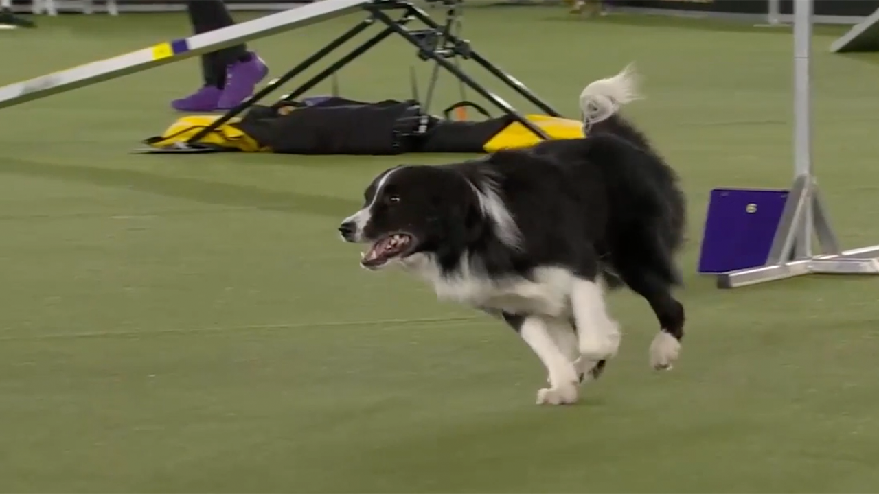 Kaboom, the Border Collie, wins the 24" class for the third time at 2022 WKC Masters Agility
