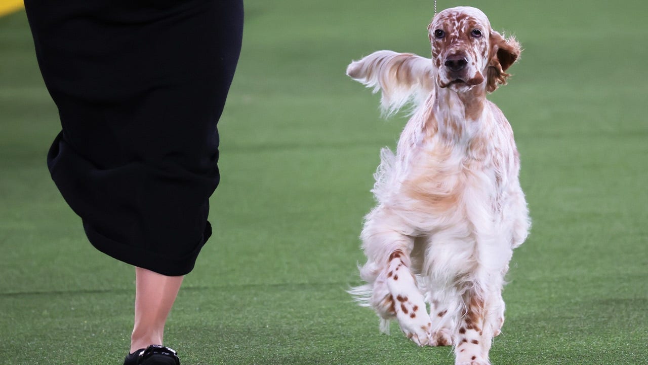 Belle the English Setter wins the Sporting Group | Westminster Kennel Club
