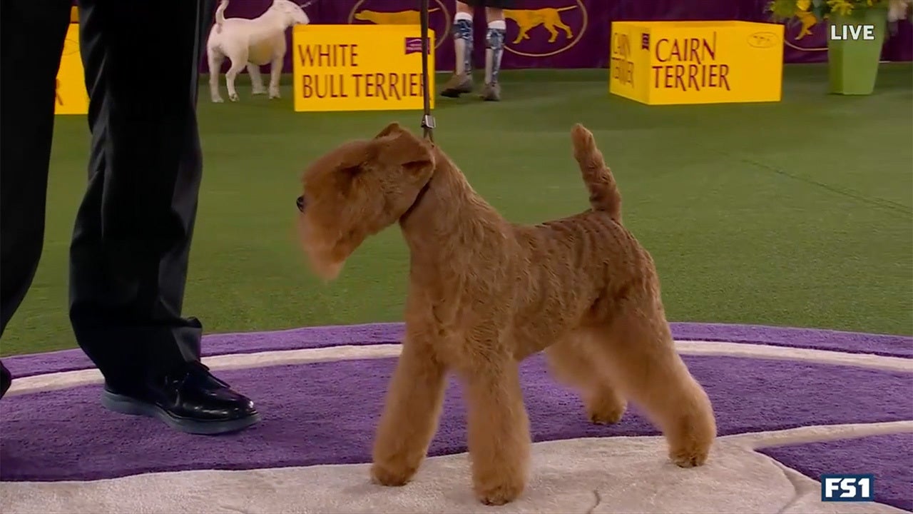 MM the Lakeland Terrier wins the Terrier Group | Westminster Kennel Club | FOX Sports