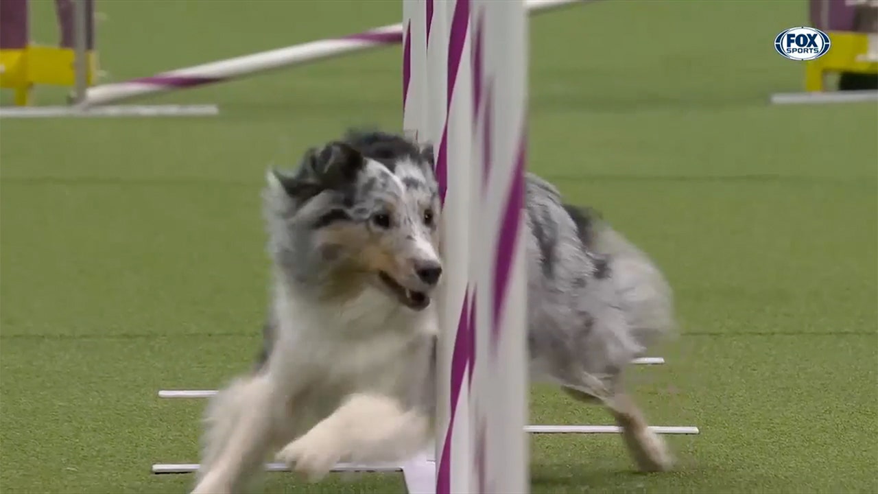 Bee the Shetland Sheepdog wins the 16″ class at WKC Masters Agility