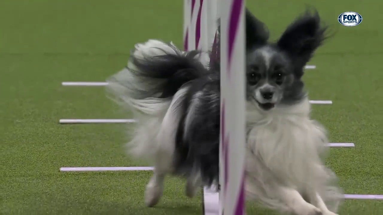 Westminster dog show fox hot sale sports