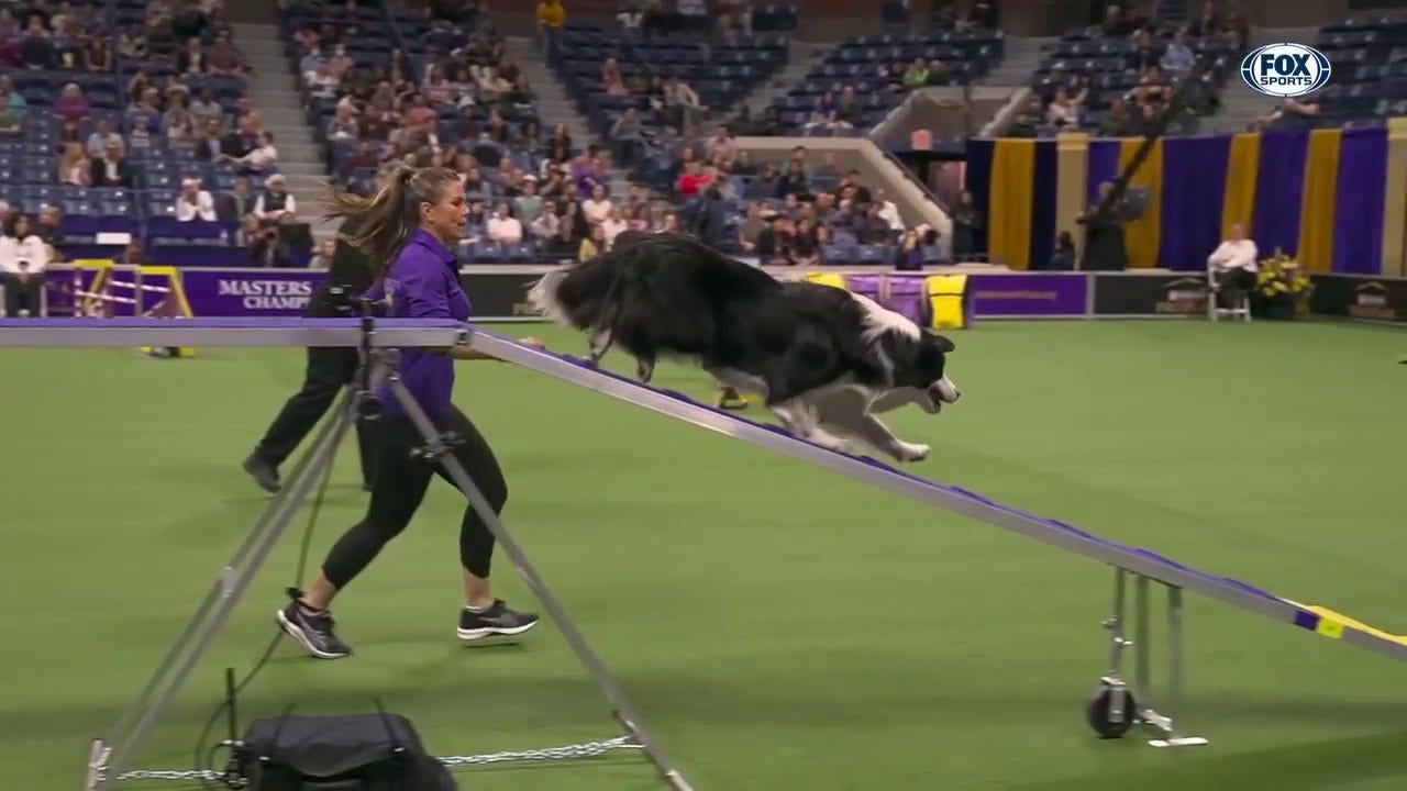 Howie the Border Collie wins the 24" class at WKC Masters Agility | Westminster Kennel Club