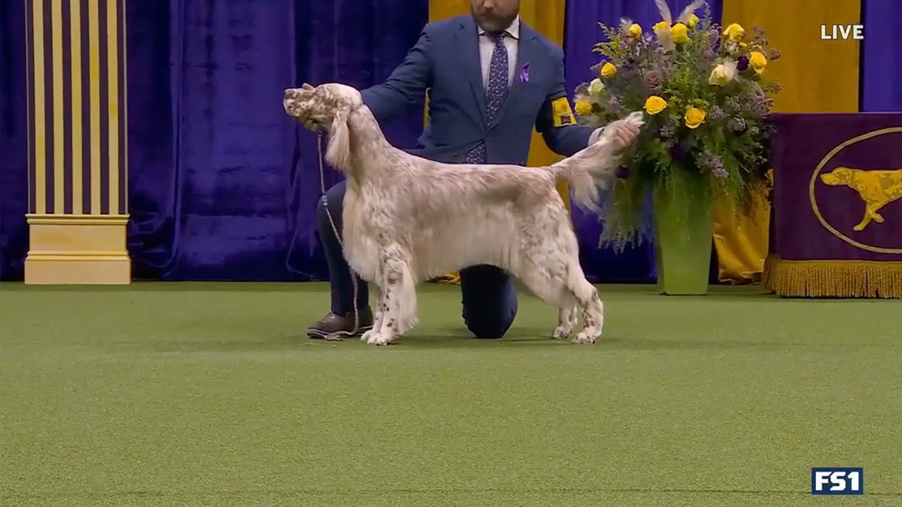 Westminster dog store show irish setter