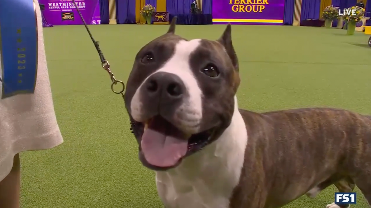 Trouble the American Staffordshire wins the WKC Terrier Group, Westminster  Kennel Club