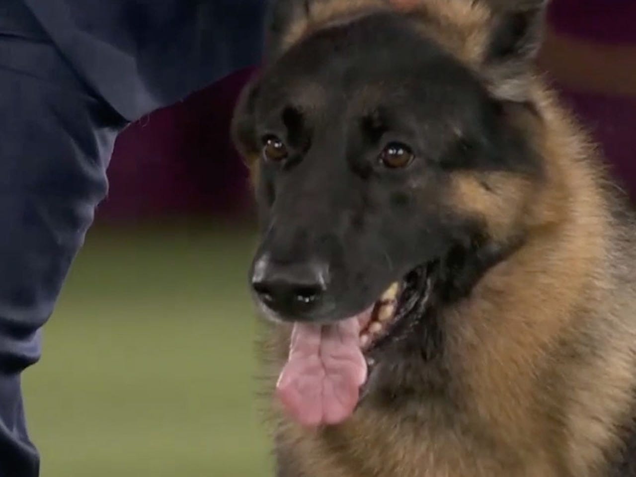 River the German Shepherd wins the Herding Group I Westminster Kennel Club  | FOX Sports