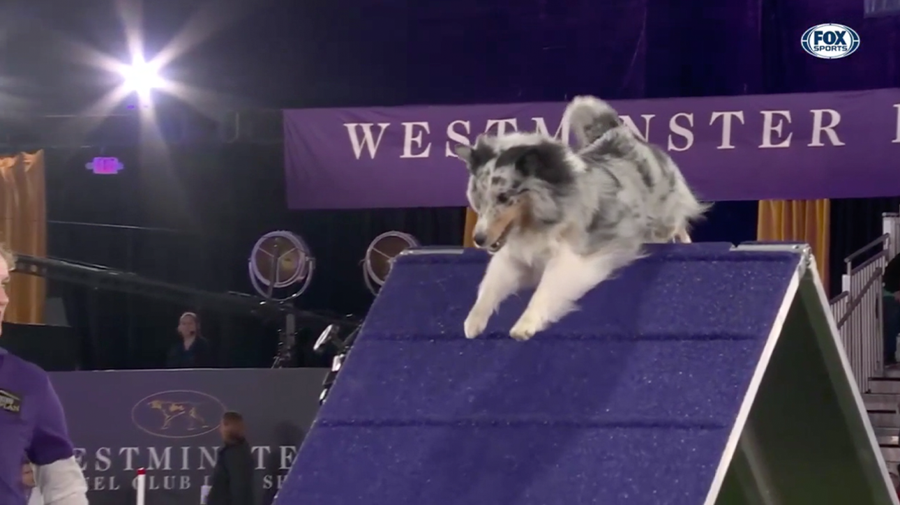 Bee, the Shetland Sheepdog, wins the 16" class at the 2022 WKC Masters Agility