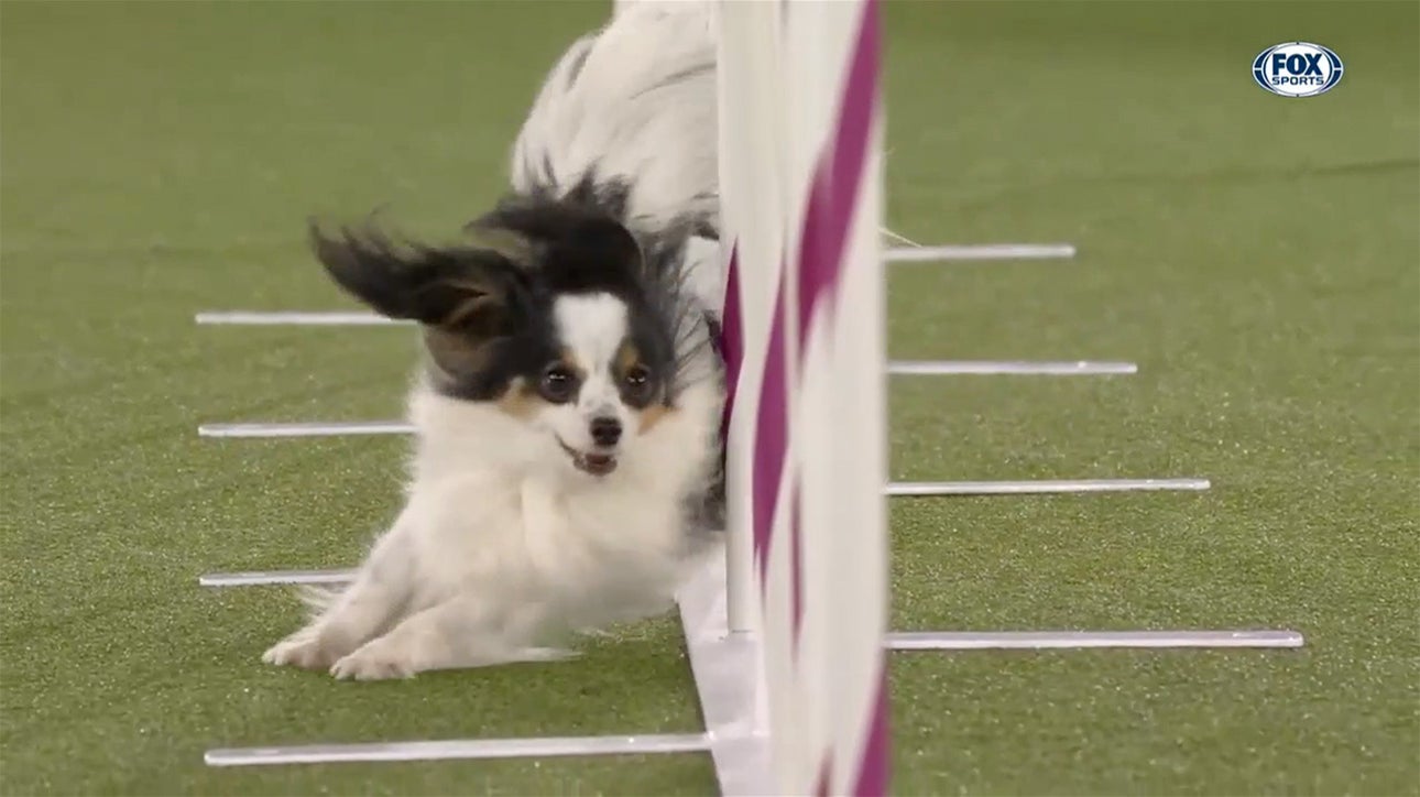 Lark the Papillon wins back-to-back 8" titles at the 2022 Masters Agility Championship | Westminster Kennel Club