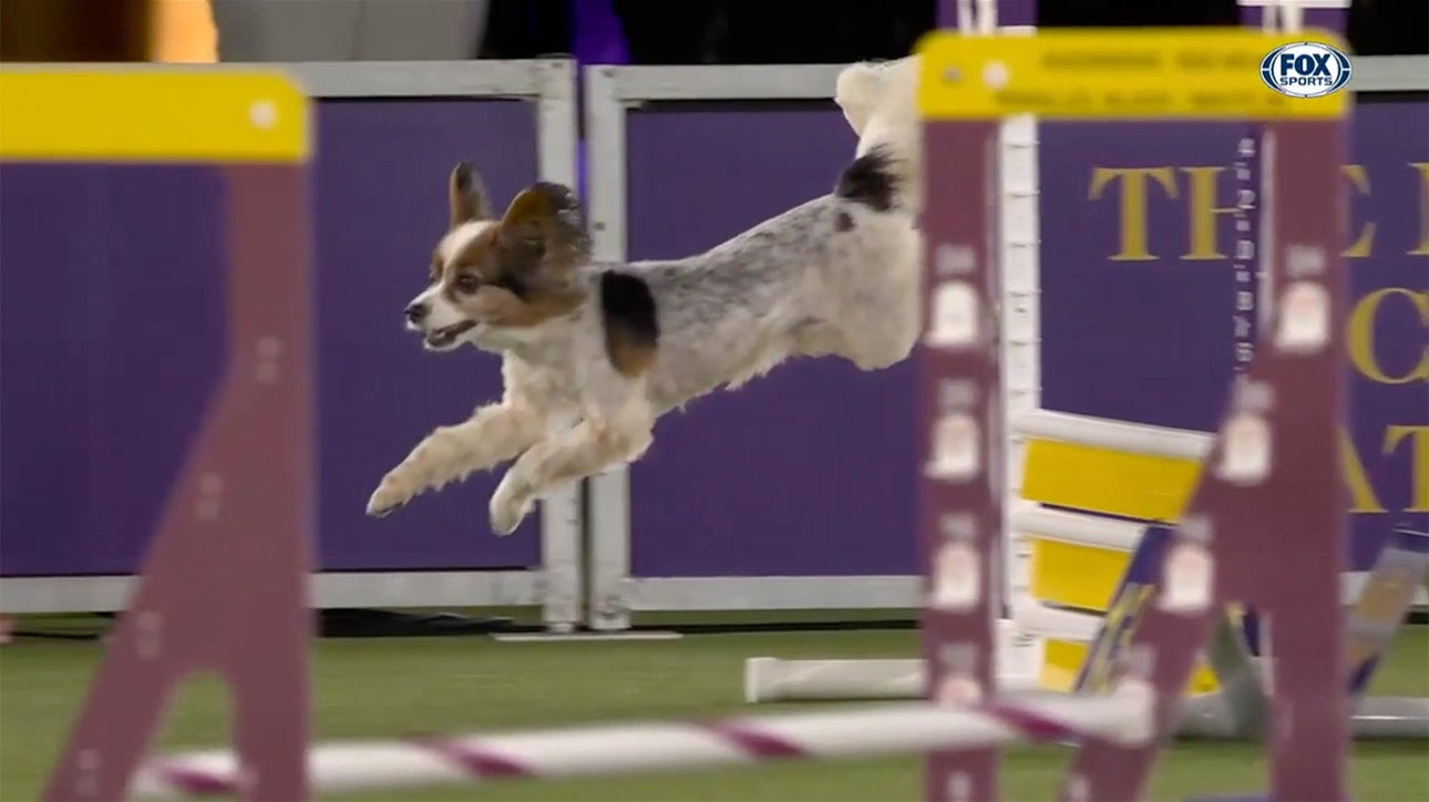 Bilbo the Papillon wins 12" title at 2022 Masters Agility Championship | Westminster Kennel Club