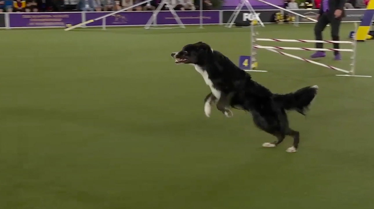 Truant the Border Collie wins the 20" class at WKC Masters Agility