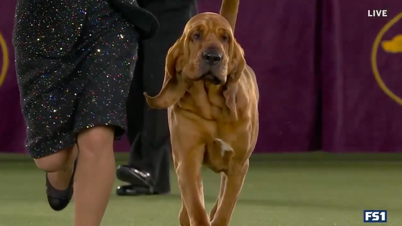 Trumpet the Bloodhound wins the Hound Group | Westminster Kennel Club