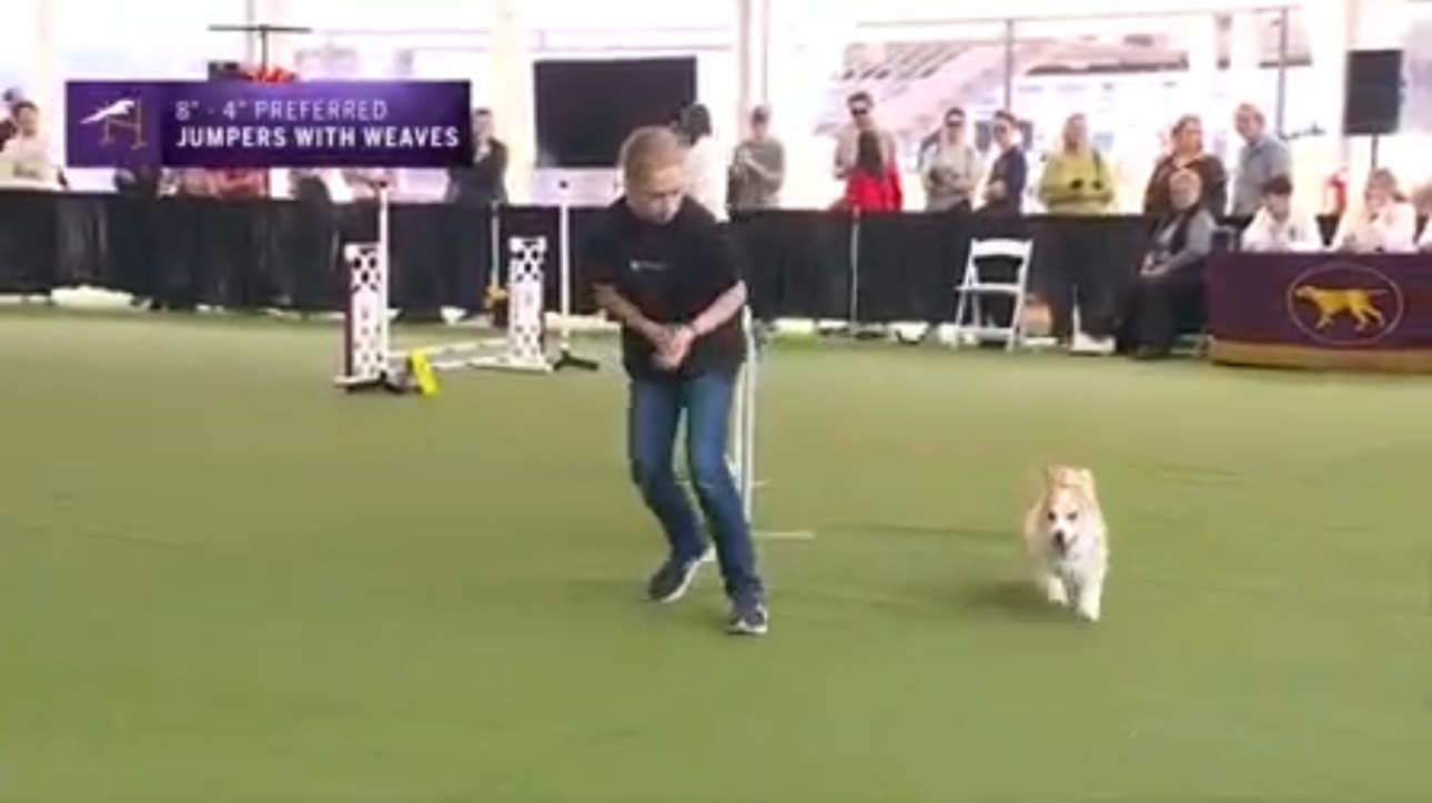 Best moments of agility course | Westminster Kennel Club Canine Celebration Day