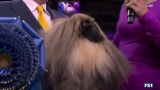 Rummie the Pekingnese wins the WKC Toy Group | Westminster Kennel Club