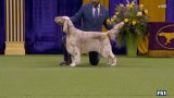 Cider the English Setter wins the WKC Sporting Group | Westminster Kennel Club