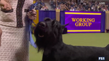 Monty the Giant Schnauzer wins the WKC Working Group | Westminster Kennel Club