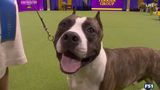 Trouble the American Staffordshire wins the WKC Terrier Group | Westminster Kennel Club