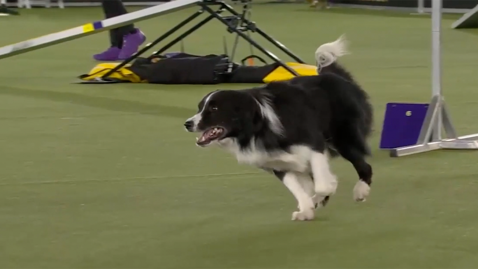 Kaboom the Border Collie wins the 24" Class for the third time