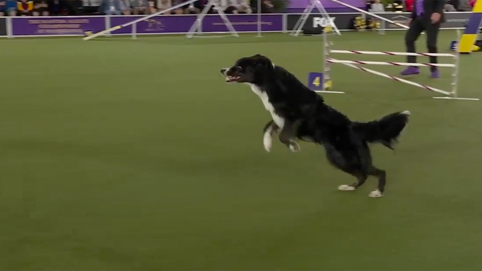 Truant the Border Collie wins the 20" Class