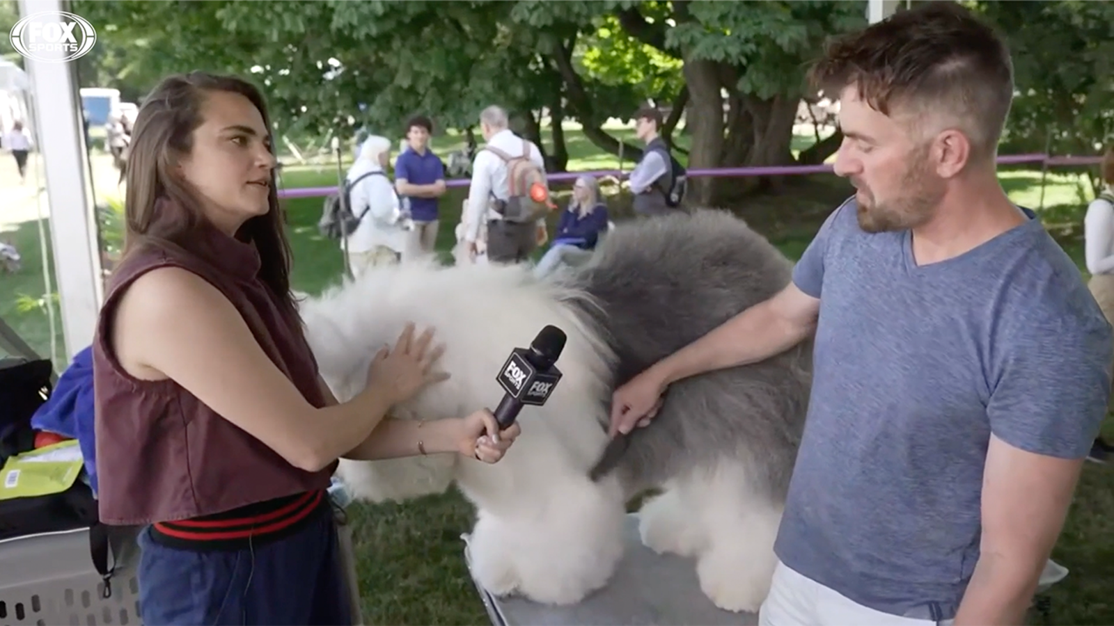 Westminster Kennel Club: How much grooming does it take?