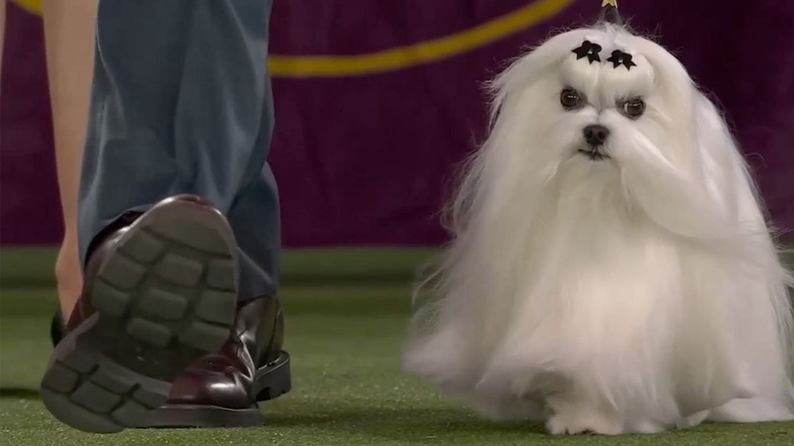 Hollywood the Maltese wins the Toy Group